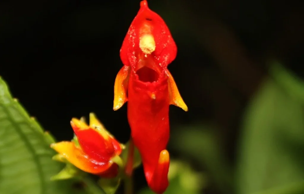 Budidaya Pacar Merah Gayo