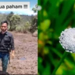 Bunga Rawa Ranca Upas