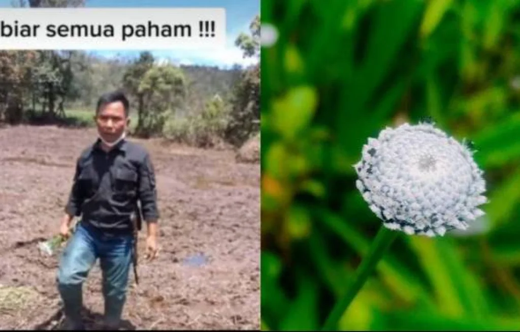 Bunga Rawa Ranca Upas
