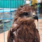 burung migrasi tersesat