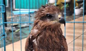 burung migrasi tersesat