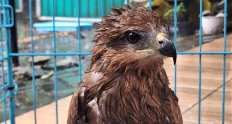 burung migrasi tersesat