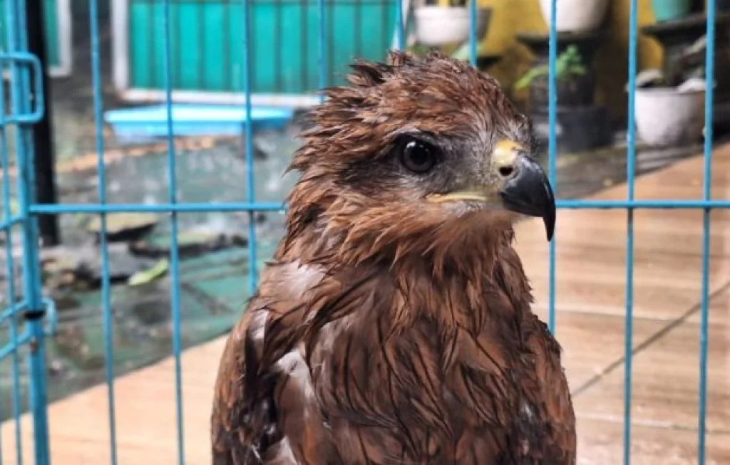 burung migrasi tersesat