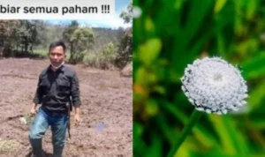 Edelweis Rawa Ranca Upas