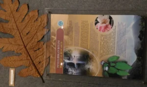enam spesies tumbuhan endemik