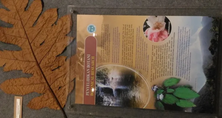 enam spesies tumbuhan endemik