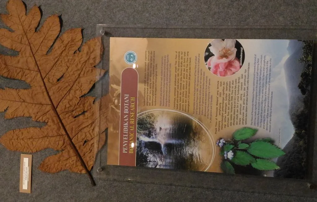 enam spesies tumbuhan endemik