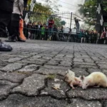 Hewan Rasakan Gempa