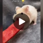 hewan seukuran hamster