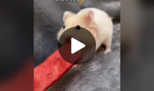 hewan seukuran hamster