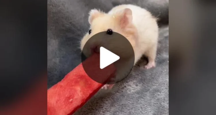 hewan seukuran hamster