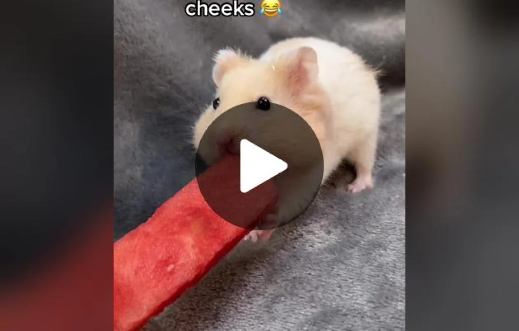 hewan seukuran hamster