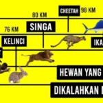 hewan tercepat dunia