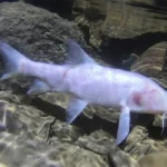 Ikan Gua Terbesar Dunia