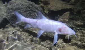 Ikan Gua Terbesar Dunia