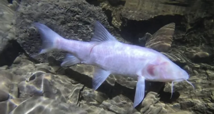 Ikan Gua Terbesar Dunia