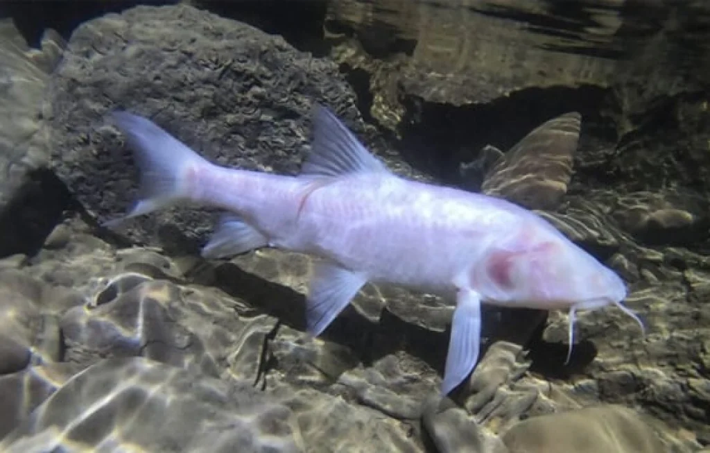 Ikan Gua Terbesar Dunia