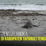 Penyu di Tapanuli