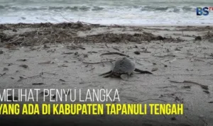 Penyu di Tapanuli