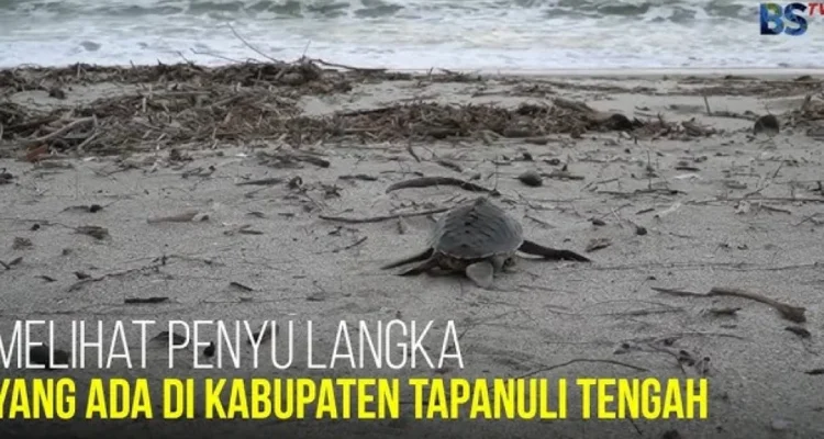 Penyu di Tapanuli