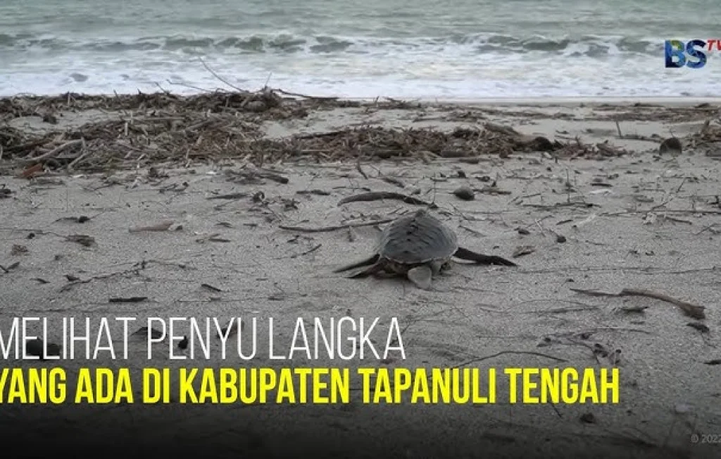Penyu di Tapanuli