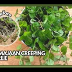 Peremajaan Tanaman Hias