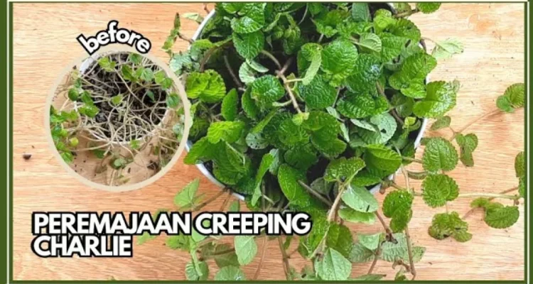 Peremajaan Tanaman Hias