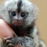 Pygmy marmoset monyet terkecil
