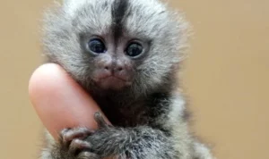 Pygmy marmoset monyet terkecil