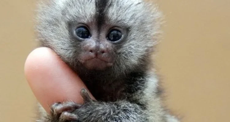 Pygmy marmoset monyet terkecil
