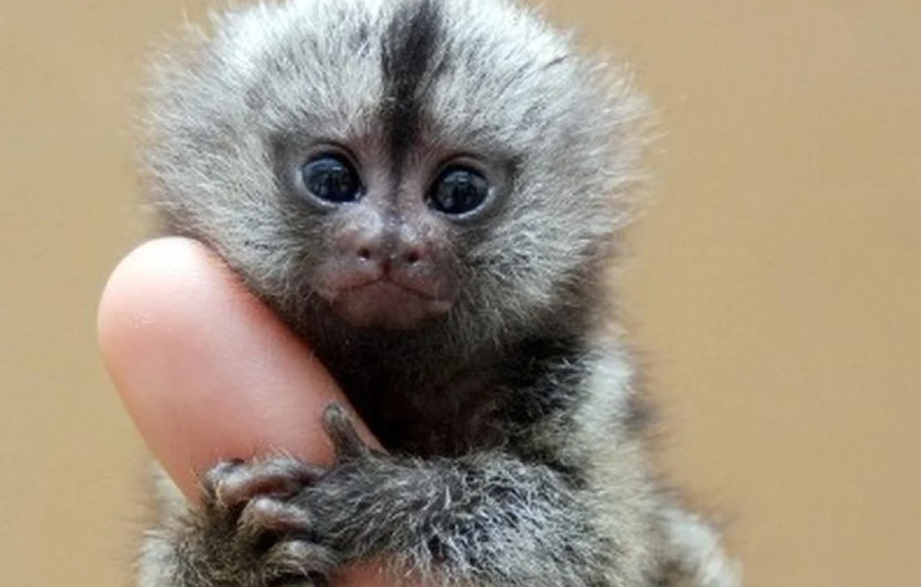 Pygmy marmoset monyet terkecil
