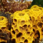 spons laut pertama