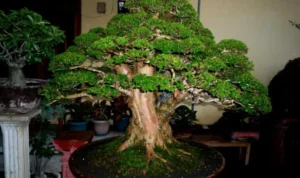 tanam pohon hias