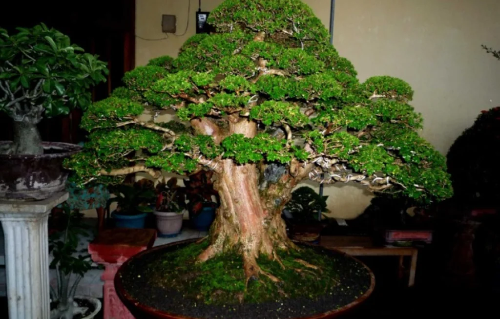 tanam pohon hias