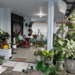 Tanaman hias di rumah