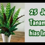 tanaman hias indoor
