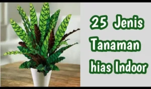 tanaman hias indoor