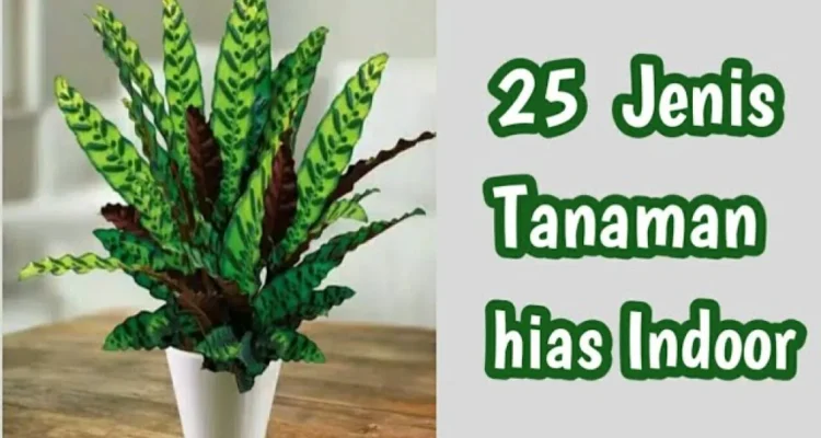 tanaman hias indoor
