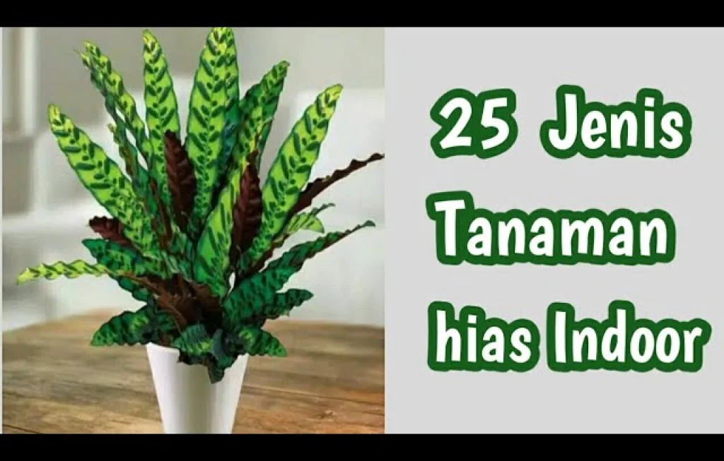 tanaman hias indoor