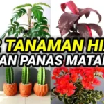 tanaman tahan panas