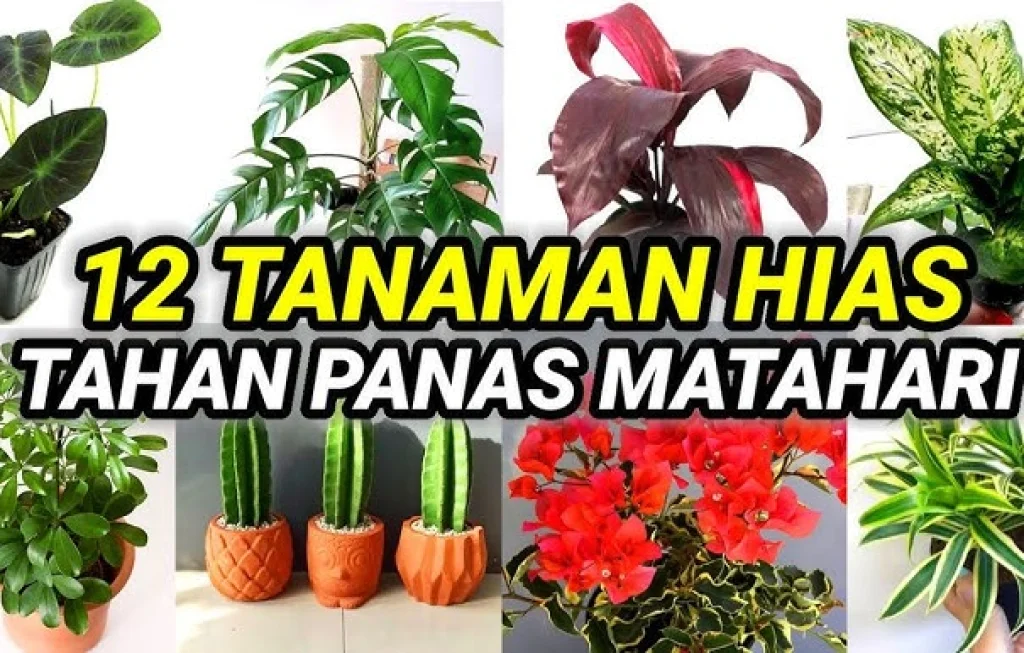 tanaman tahan panas
