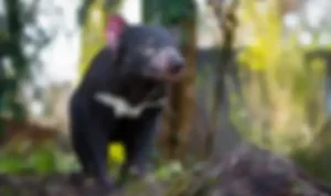 Tasmanian devil lahir lagi