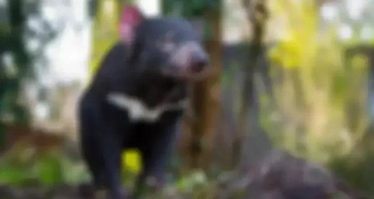 Tasmanian devil lahir lagi
