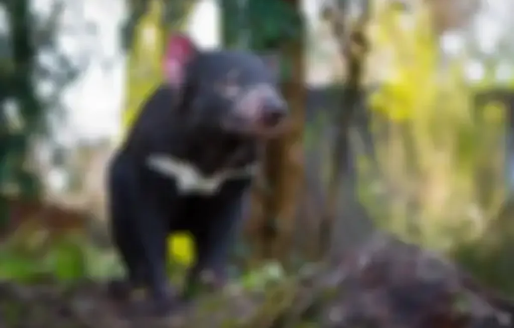 Tasmanian devil lahir lagi
