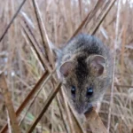 tikus rawa asin San Francisco