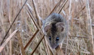 tikus rawa asin San Francisco