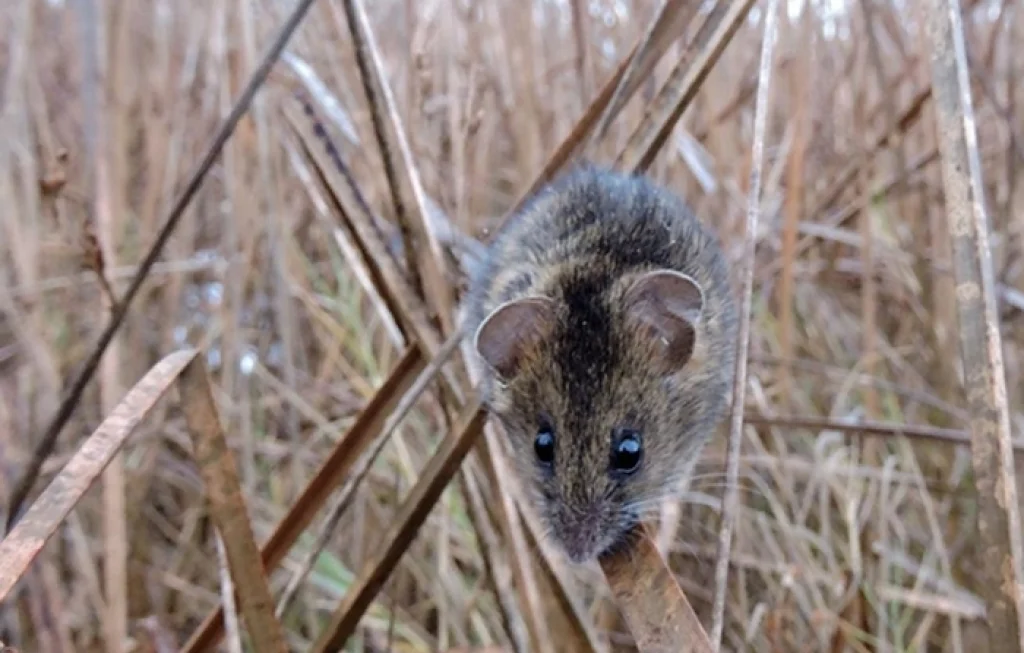 tikus rawa asin San Francisco