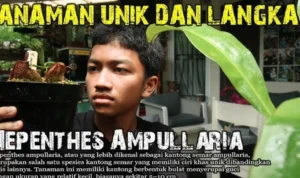 tumbuhan khas langka tumbuhan khas langka