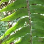 tumbuhan paku obat alami