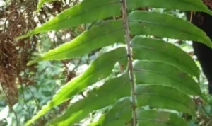 tumbuhan paku obat alami